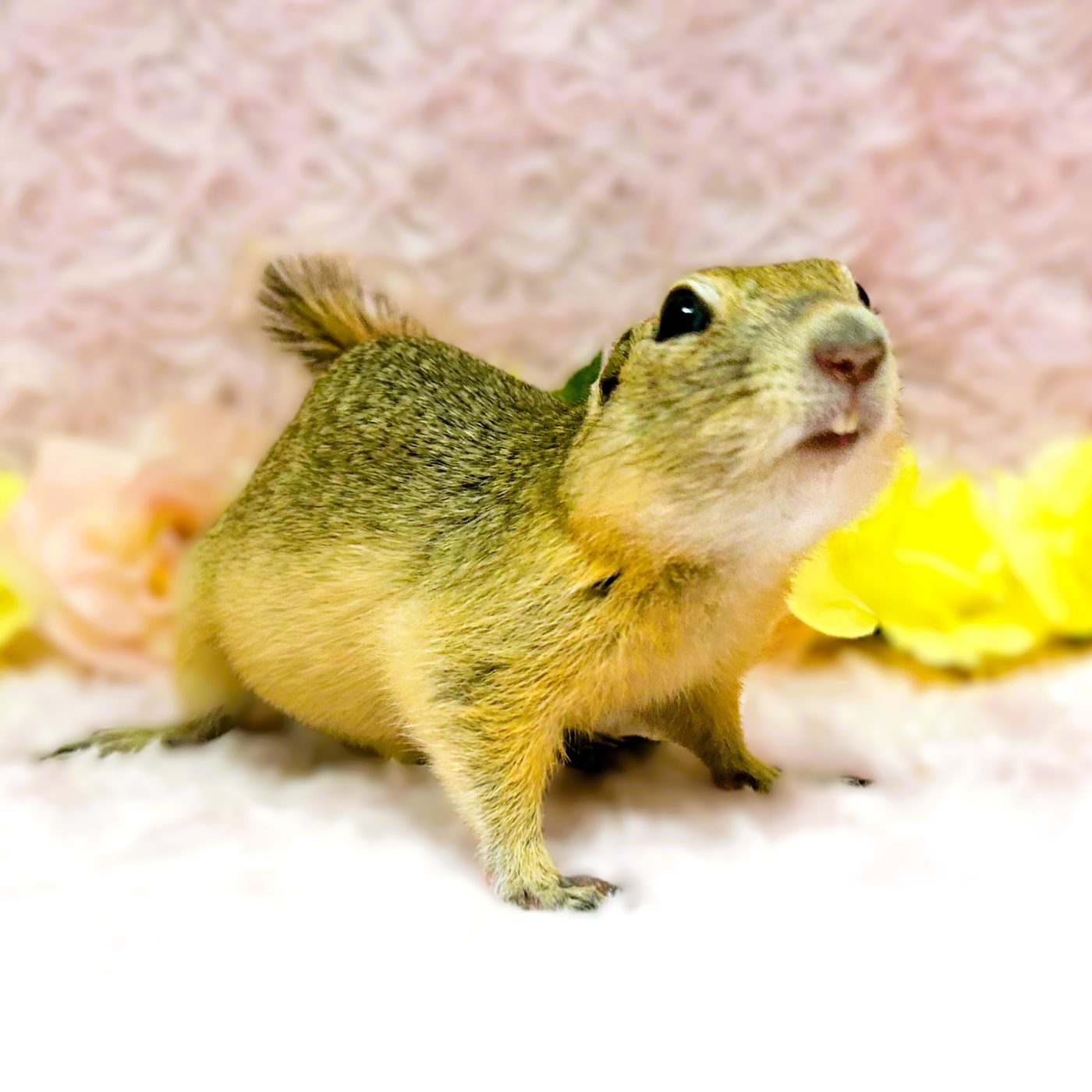 リチャードソンジリス - 【大阪・兵庫のペットショップ】ペットランド