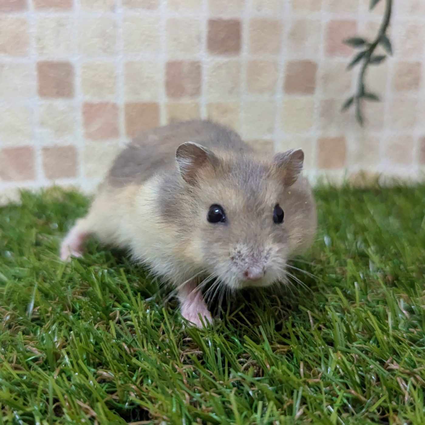 2匹のジャンガリアンハムスター用品揃います高槻市に取りに来てください