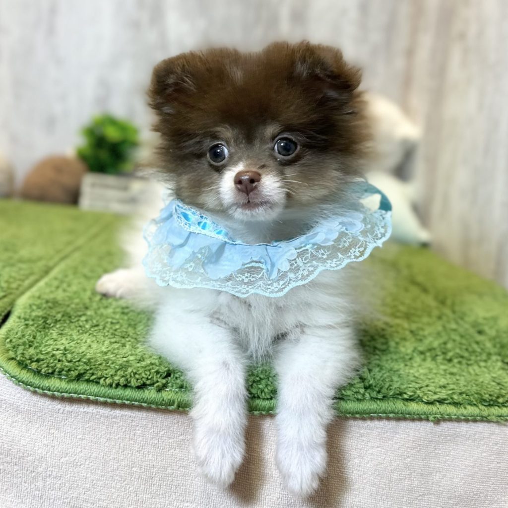 ポメラニアン様専用‪ ·͜·♡‬ ⭐︎専用⭐︎ ポメラニアンの足様