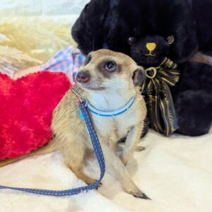 ミーアキャット♂ PXL_20250920_094846552