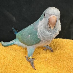 オキナインコ(アクアブルー) image5