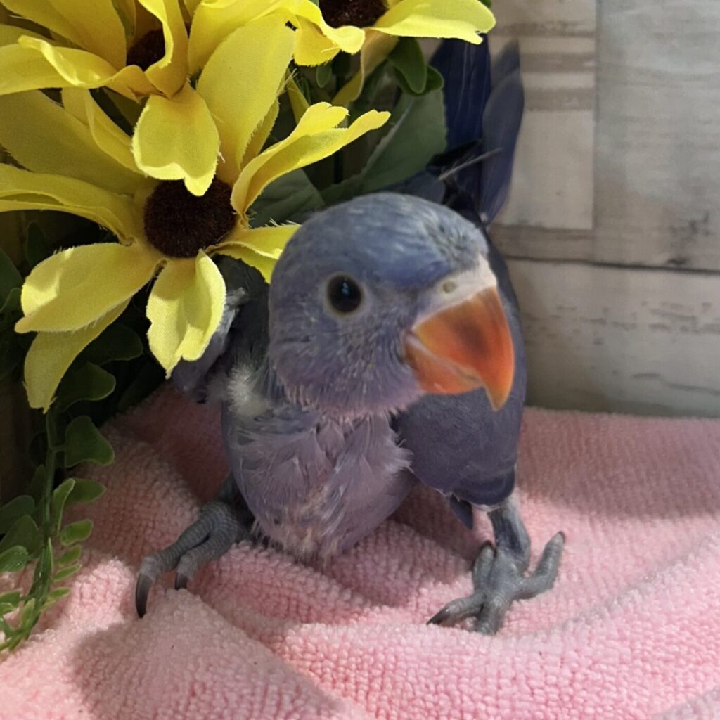 ワカケホンセイインコ (バイオレット) - 【大阪・兵庫のペットショップ