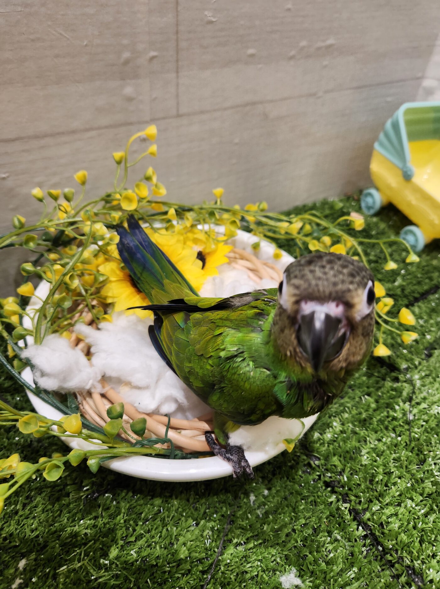 シモフリインコ - 大阪・兵庫のペットショップ｜犬猫・トリミングなら