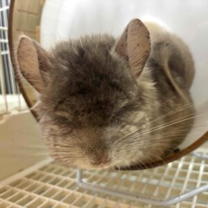 アンゴラチンチラ シナモン IMG_1693