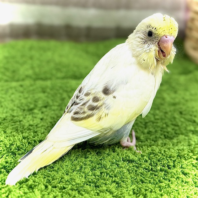 セキセイインコ（4色ハルクイン） - 【大阪・兵庫のペットショップ