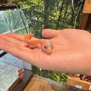 ニシアフリカトカゲモドキ(アメラニスティックパターンレス) 二シアフ1