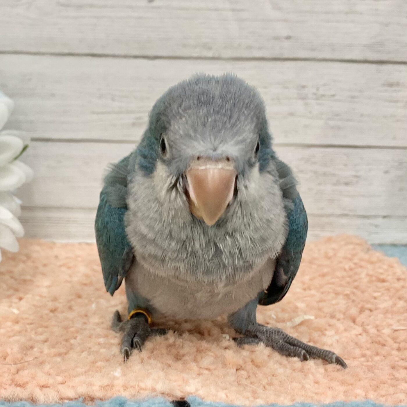 オキナインコ - 【大阪・兵庫のペットショップ】ペットランドピース