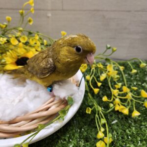サザナミインコ(オリーブ) 1000009464