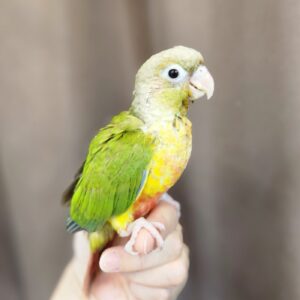 ホオミドリウロコインコ 20250717_120457