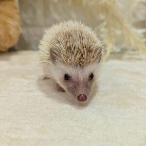 PXL_20250712_041959255