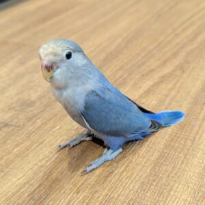 コザクラインコ(バイオレット) PXL_20250921_091215317