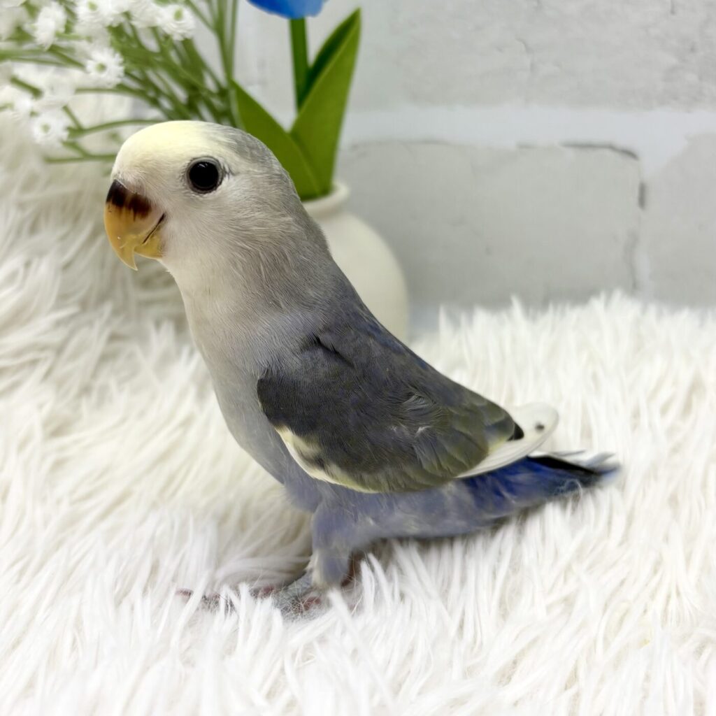 小桜インコ - 【大阪・兵庫のペットショップ】ペットランドピースワン