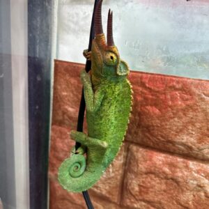 ジャクソンカメレオン小