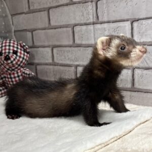 フェレットピースオス (1)