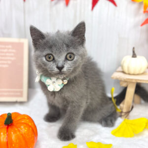 ブリティッシュショートヘア IMG_2032