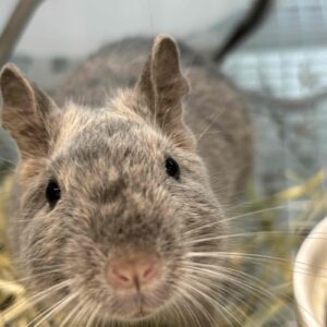 デグー ライラック IMG_2337