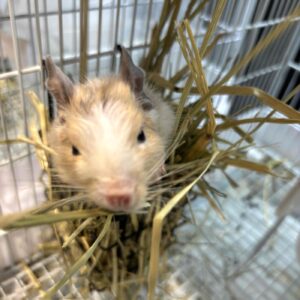 デグー サンドパイド IMG_2340