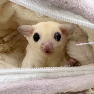 フクロモモンガ(リューシ)♀ IMG_2634