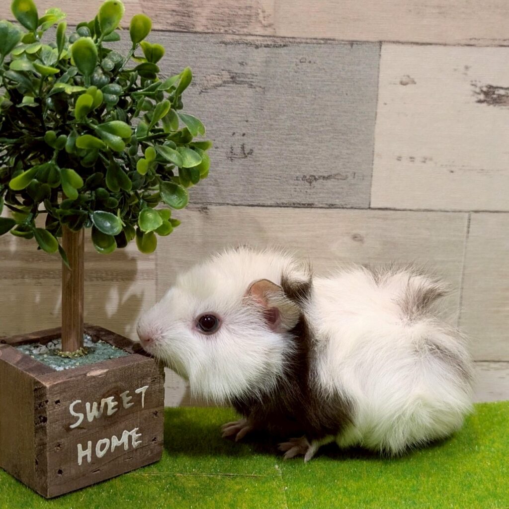 アビシニアンモルモット - 【大阪・兵庫のペットショップ】ペット