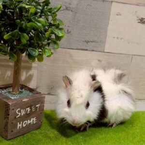 アビシニアンモルモット IMG_9051