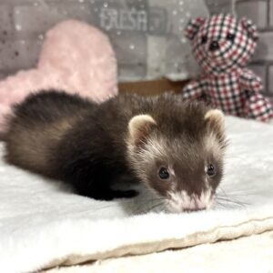 フェレットピースメス (1)