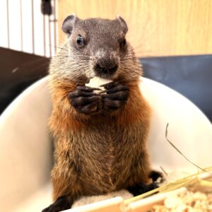 ウッドチャック image2