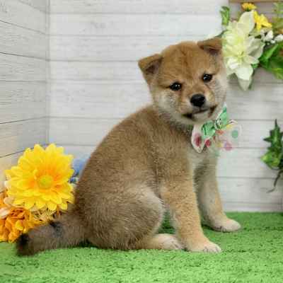 本日24時までの限定価格！　gelato pique 柴犬 ベージュ　ワンピース 本日24時までの限定価格！ gelato pique 柴犬 ベージュ