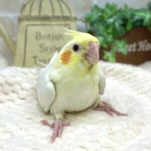 オカメインコ(ルチノー) IMG_1199