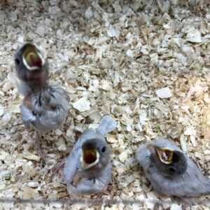 シルバー文鳥 IMG_3022