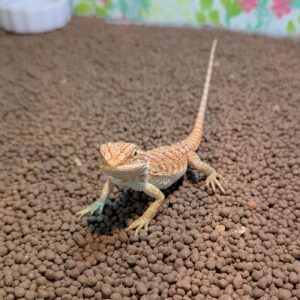 フトアゴヒゲトカゲ PXL_20250914_103719746