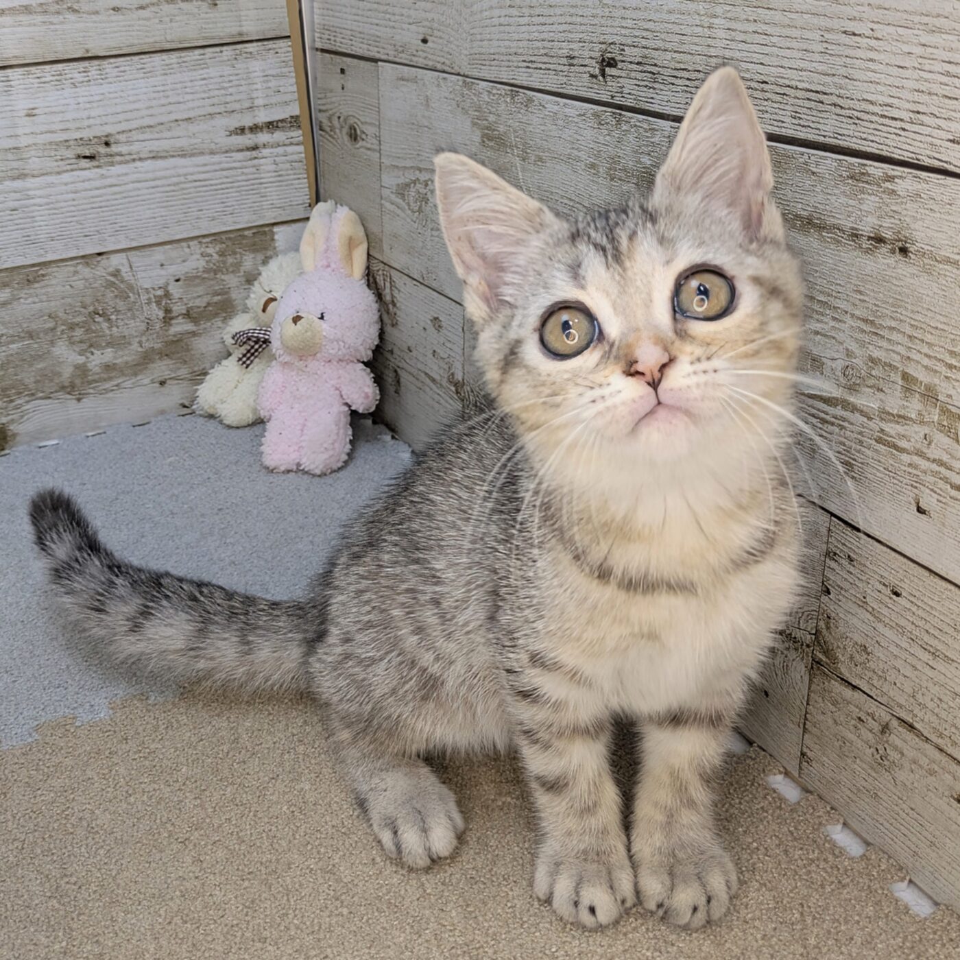 マンチカン - 【大阪・兵庫のペットショップ】ペットランドピースワン