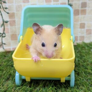 キンクマハムスター PXL_20250919_083055437