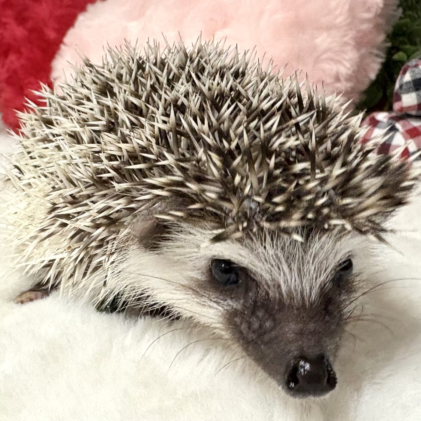 ハリネズミ - 【大阪・兵庫のペットショップ】ペットランドピースワン