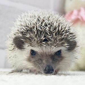 ハリネズミ(ノーマル) image3