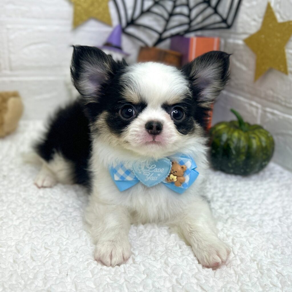 チワワ - 【大阪・兵庫のペットショップ】ペットランドピースワン