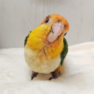 シロハラインコ 251005174240967~2