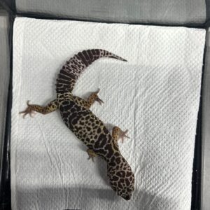 ダイオウトカゲモドキ1