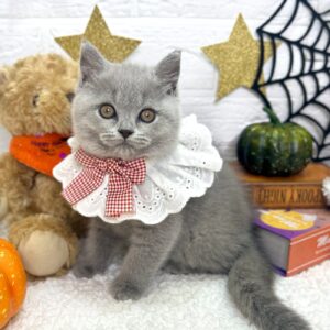 ブリティッシュショートヘア 1