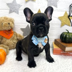 フレンチブルドッグ 1