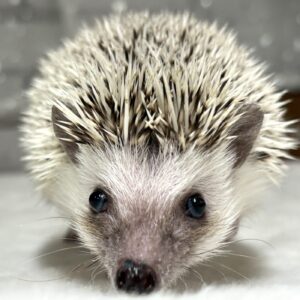 ハリネズミピース (2)