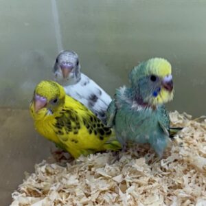 セキセイインコ IMG_0941