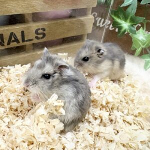 ジャンガリアンハムスター(ブルーサファイア) IMG_3209