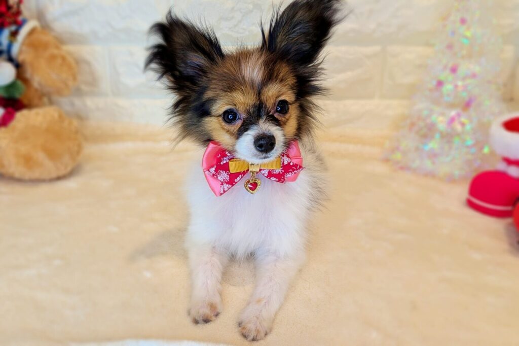 パピヨン様 PAPBKP1.jpeg