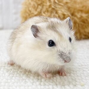 ジャンガリアンハムスター(プディング) プディング 4