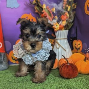 batch_PXL_20251010_045306854.PORTRAIT~2