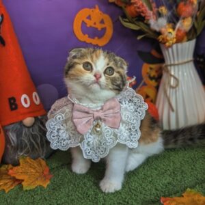 batch_PXL_20251010_065928355.PORTRAIT