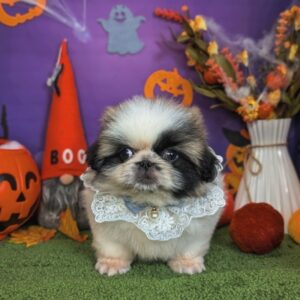 batch_PXL_20251010_072006163.PORTRAIT