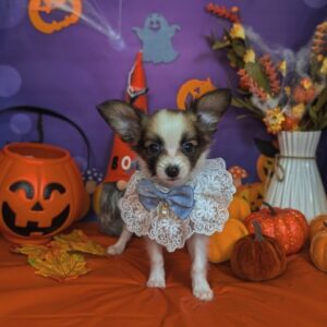 パピヨン batch_PXL_20251017_045323996.PORTRAIT