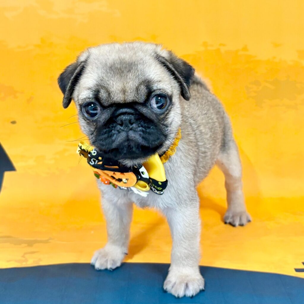 パグちゃん(即購入可即日発送) 188030589.jpg?cmsp_timestamp=