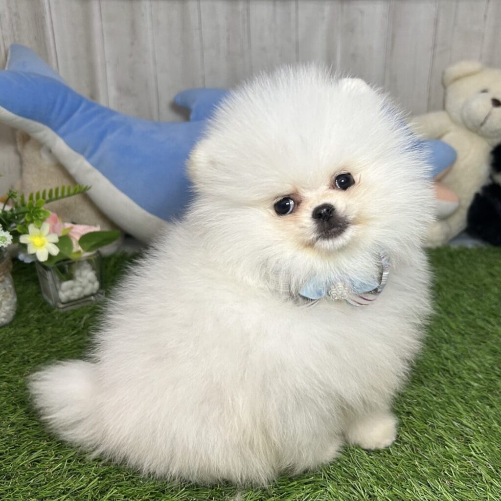 ポメ　★　犬 ポメラニアン - 【大阪・兵庫のペットショップ】ペットランドピース